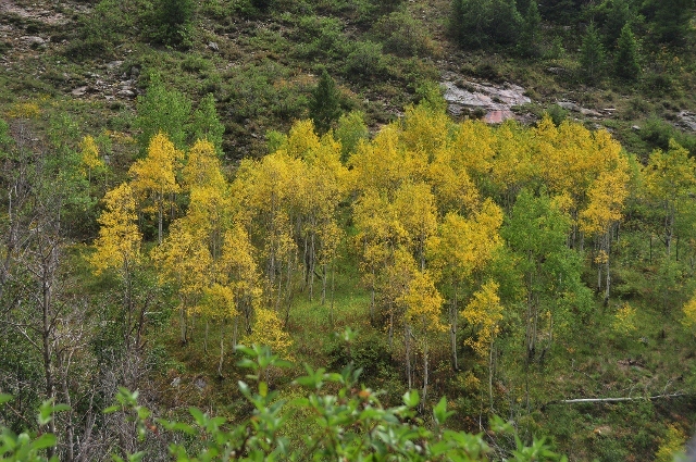 Lead King Basin, aspien trees